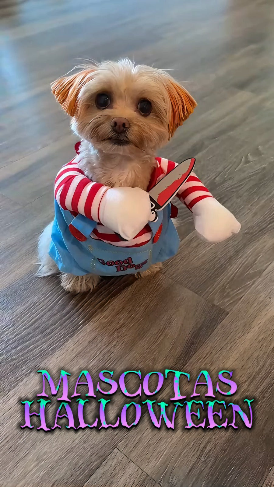 🎃🦇🕷️🎃 Disfraz Chuky Mascota + Regalo 🎃🦇🕷️🎃